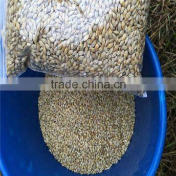 Ukraine barley ,barley seeds animal seeds can makes animal grow up healthy