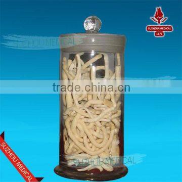 Chinese herbal crude drugs