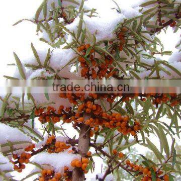 SBT Seed Oil Capsules