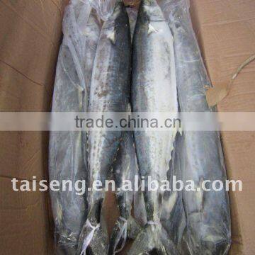 FROZEN SPANISH MACKEREL IQF SCOMBEROMORUS NIPHONIUS