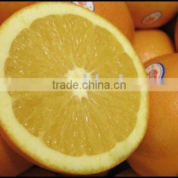 factory fresh Navel Orange