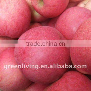 fresh qinguan apple 100-113-125 red colour