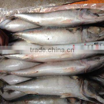 Fresh frozen whole mackerel fish 25 cm +