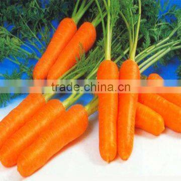 shandong carrot