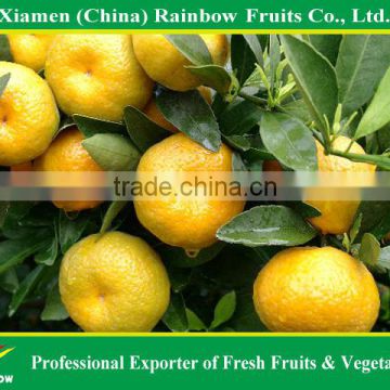 Chinese murcott baby fresh sweet honey Baby mandarine