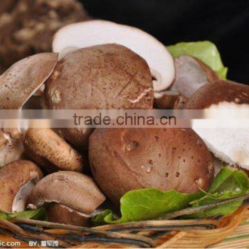 580ml canning shiitake mushroom 1/4 cuts