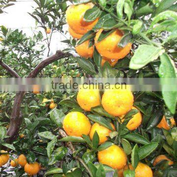 mandarin orange sac in syrup