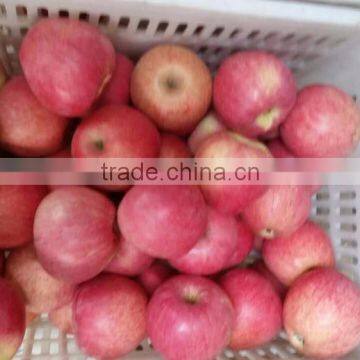 Qinguan Apple Supplier/china Apple Price/export Fresh Apple photo-1