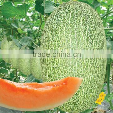 Hybrid muskmelon seeds hami melon for Growing-Sweet melon 01