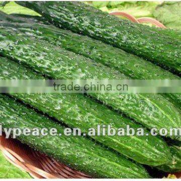 Fresh Vegetable Material for Dehydrated Vegetables