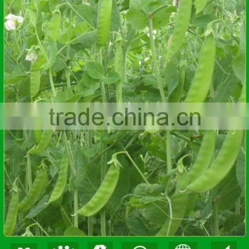 PE01 NO.604 California green snow pea seeds for agriculture sowing