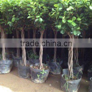 Ficus Panda