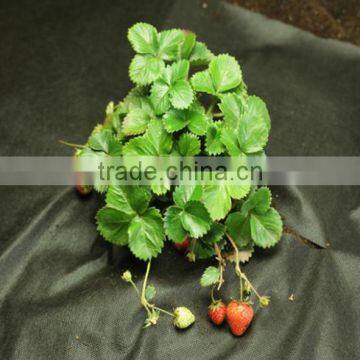 High Quality Used Plastic Mulch Layer Weed Barrier Fabric photo-4