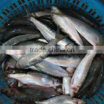Canned Fish Sardine Low Price W/R Frozen Sardine for Canning photo-2