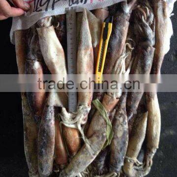 Frozen WR Cheap Illex Squid for Bait photo-3