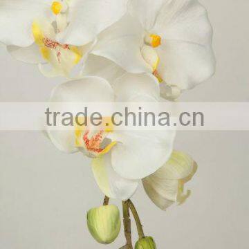 orchid butterfly cymbidium flower 27537