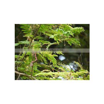 Shikakai Oil photo-3