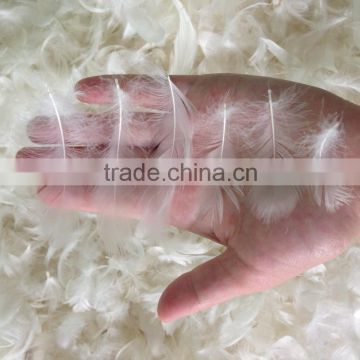 White Duck Feather For Sale