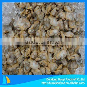 frozen boiled clam meat