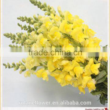 high quality newest flower antirrhinum with yellow light color