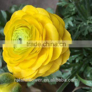 2016 First Class Yellow Flower Peony for Wholesale photo-2