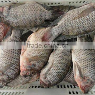 Whole round frozen black tilapia for human consumption 300-500g