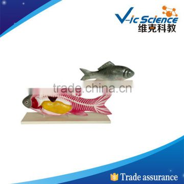 Best price fish anatomy pvc model