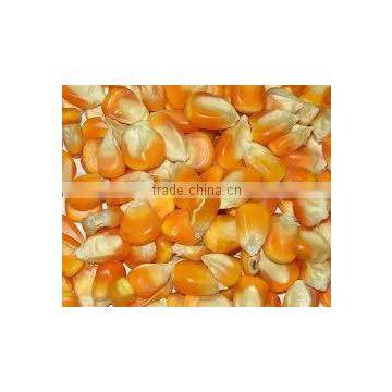 Indian Origin Yellow Maize