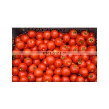 TOMATO RED