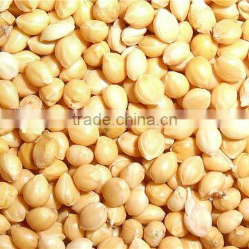 Corp 2015 Yellow White Broom Corn Millet