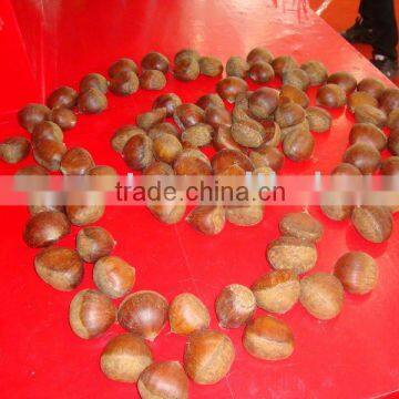 fresh chestnut origin from china