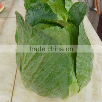 New Crop Flat Cabbage/round Cabbage for Sale photo-4