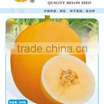 Big Fruit Hybrid Golden Yellow Sweet Melon Seeds For Cultivation-Red Light F1