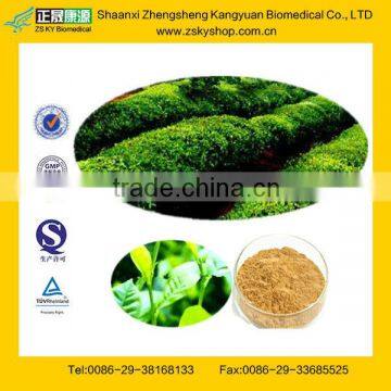 Green Tea Extract from GMP Certified Manufacturer