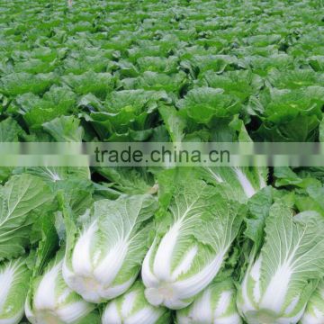 Early maturity high yield disease resistant Chinese cabbage seeds Power F1