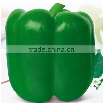 Blocky/Square Sweet Pepper/Capsicum Seeds Da Sheng