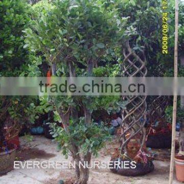 Ficus benjamina