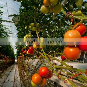 Plastic Film Multi Span Greenhouse for Tomato Vegetable Greenhouses