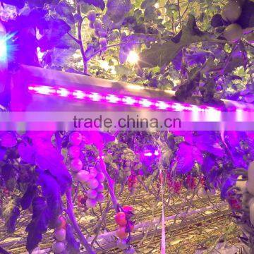 Led Side Lighting 75w Greenhouse Commercial Plants Led Grow up Lights photo-4