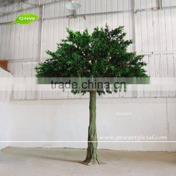 GNW BTR161031-002 8ft Autumn Maple Tree Landscaping Trees For Outdoor photo-3