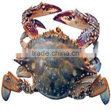 high quality frozen whole swimming crab with faster delivery