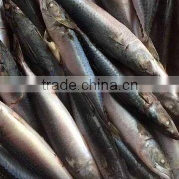 Frozen Pacific Mackerel Importers In China