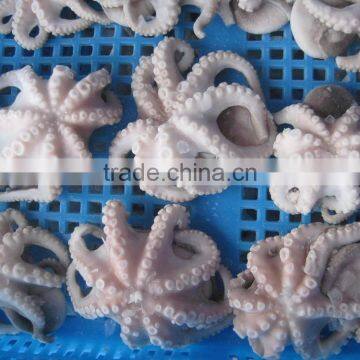 Frozen Baby Otopus IQF photo-5