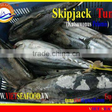 FROZEN SKIPJACK TUNA W/R