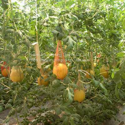 King Fu Small Watermelon Seeds With Good Taste From China photo-2