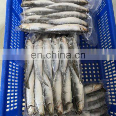 Good Price Anchovies Block Wholesale Frozen Anchovy photo-2
