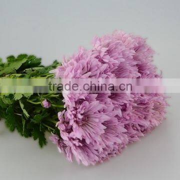 Best quality OEM decorative fresh flowers chrysanthemum