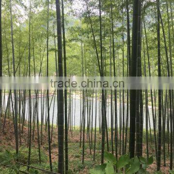 Factory bamboo pole product manufacturing