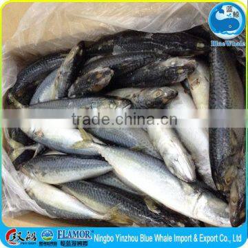 Frozen fish scomber japonicus pacific mackerel