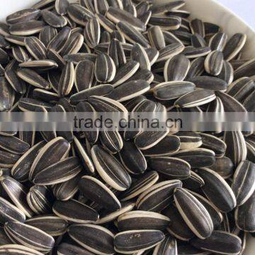 sunflower seeds shell sell sunflower seeds sunflower seeed market price